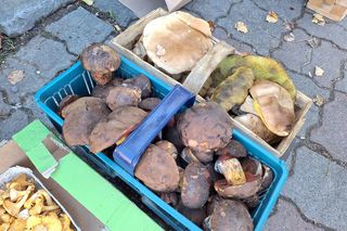 Ceny grzybów na rzeszowskich targach