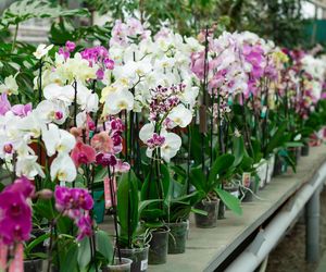 Storczyki najpiekniejszymi kwiatami doniczkowymi