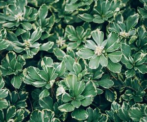 Runianka japońska 'Variegata'