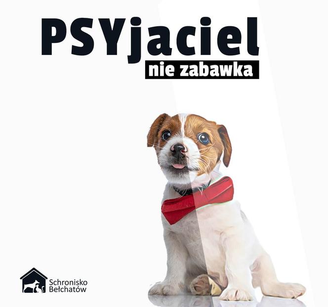 Pies to nie zabawka. Schronisko w Bełchatowie wstrzymuje adopcje zwierząt