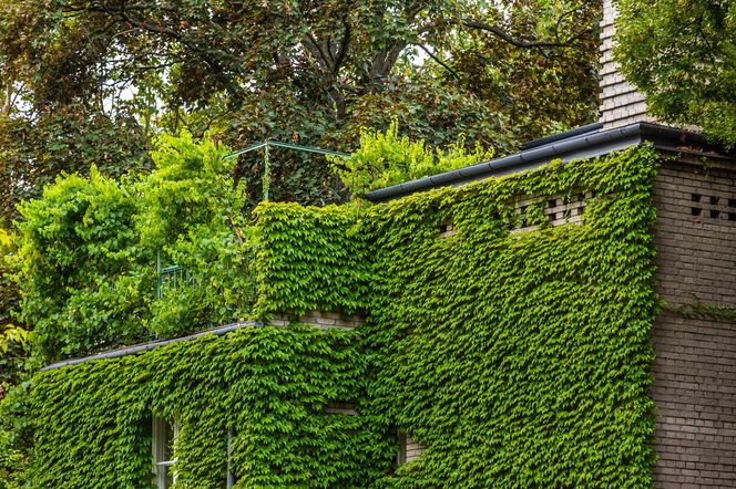 Willa Romualda Gutta na Kolonii Profesorskiej w Warszawie