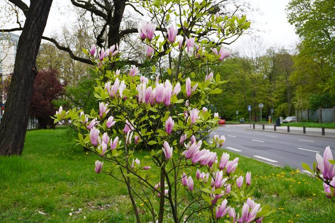 Szlak magnolii Szczecin