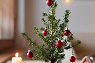 Co zamiast doniczki?