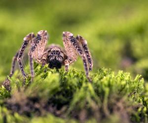 Jadowity pająk Nosferatu grasuje już w prawie w całych Niemczech. Uważajcie na niego! 