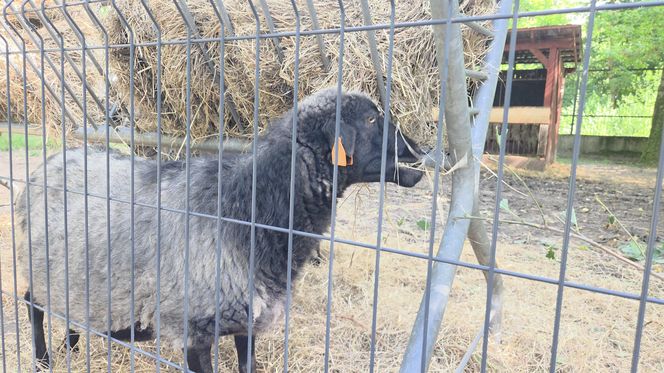 Zaglądamy do mieszkańców bydgoskiego ZOO. Kto mieszka w sercu Myślęcinka?