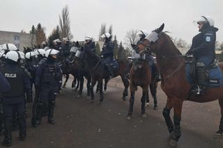 Atestacja koni służących w łódzkiej policji i straży miejskiej
