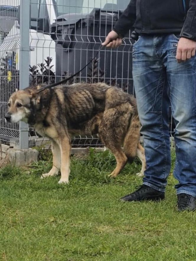 Szokujące zaniedbanie psa. Zwierzę miało w pęcherzu kilkanaście litrów moczu