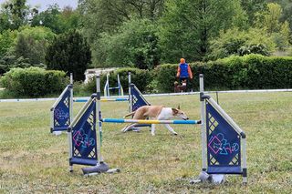 Zawody Agility w Myślęcinku. Psy walczyły o tytuł najzwinniejszego!