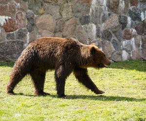 Nowe niedźwiedzie w zoo Akcent w Białymstoku