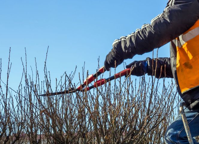 Cięcie krzewów i drzew ozdobnych