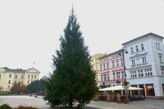 Bydgoszcz. Na Starym Rynku stanęła już choinka 