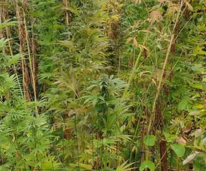 Bielscy kryminalni zlikwidowali plantację marihuany