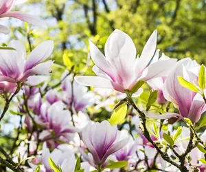 Spacer śladami szczecińskich magnolii