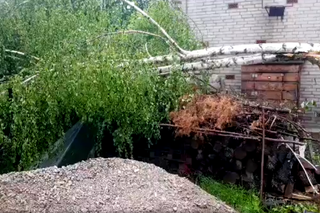 złamane drzewo w Dąbrowicy koło Lublina