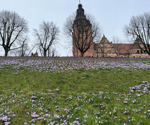 Krokusy na Wałach Chrobrego