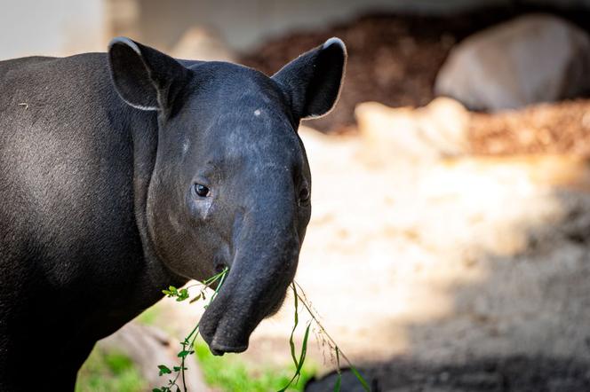 Tapir Willy nowym mieszkańcem Orientarium w Łodzi