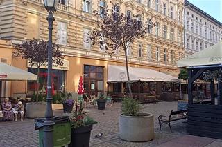 Drzewa w donicach opanowały Szczecin