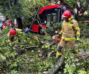 Drzewo przewróciło się na miejski autobus. Są osoby poszkodowane