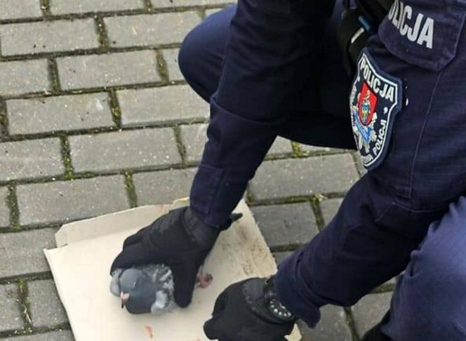 Policjanci o gołębich sercach