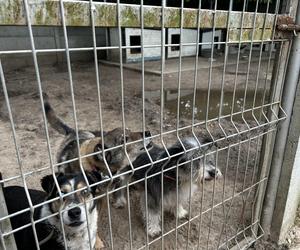 Umeblujmy konińskie schronisko dla zwierząt