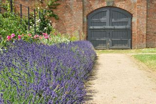 Fioletowe kwiaty przy ścieżce