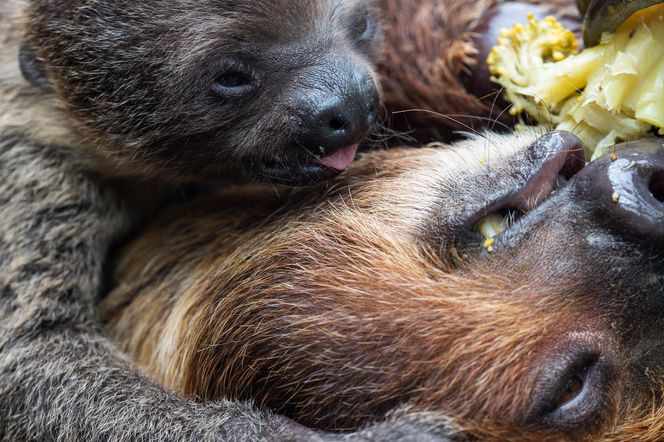 W łódzkim zoo przyszedł na świat leniwiec