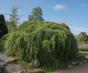 Choina kanadyjska 'Pendula'