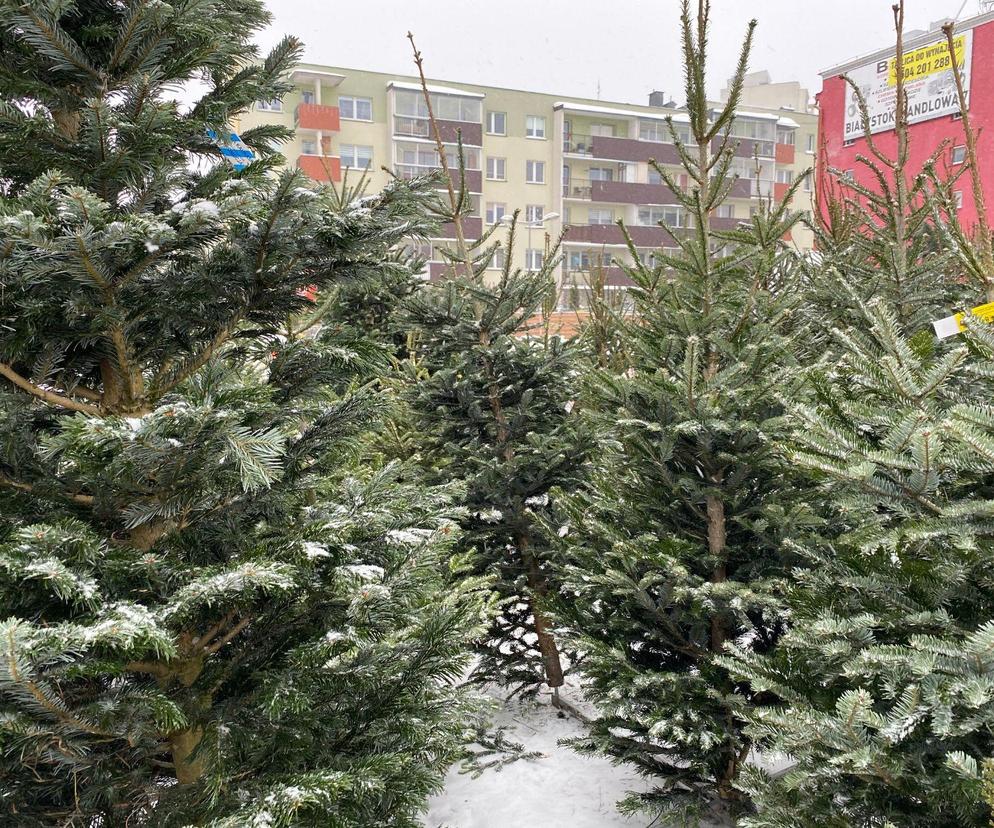 Darmowe choinki 2023 do zgarnięcia na Podlasiu! Musisz zrobić tylko jedną rzecz. Sprawdź!