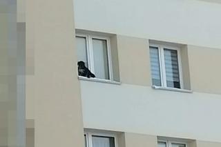 Zwyrodnialec wystawił psa na parapet na 9. piętrze! Zwierzę trzęsło się ze strachu i zimna [WIDEO]
