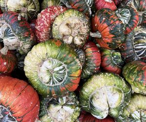 Dynia ozdobna turbaniformis