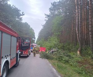 Zderzenie auta z łosiem zakończyło się tragedią