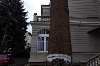 Podcięto drzewo, żeby spadło na dzieci