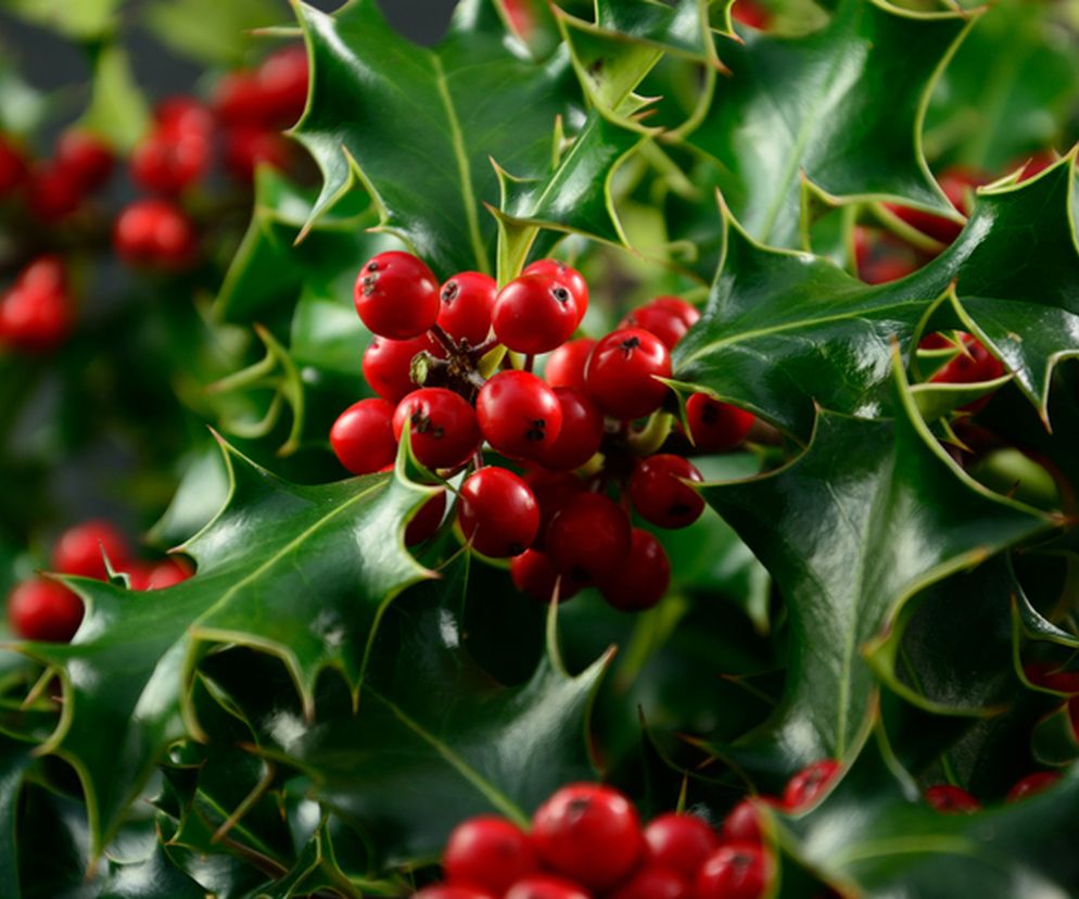 Ostrokrzew kolczasty - właściwości lecznicze