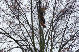 Wielka ucieczka małej pandy