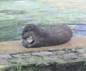 Pokazowe karmienie w myślęcińskim zoo to prawdziwy hit! Sprawdziliśmy to na miejscu