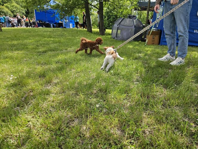 Festiwal Przyjaciół Zwierząt w Olsztynie. Park Centralny opanowały radosne pieski