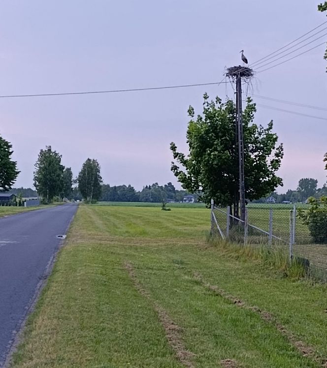 Ratował boćka na słupie, spadł z drabiny