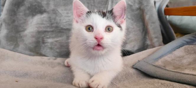 Chcesz mieć kota? Pomyśl o adopcji! Te piękne kociaki czekają na swój dom [ZDJĘCIA]