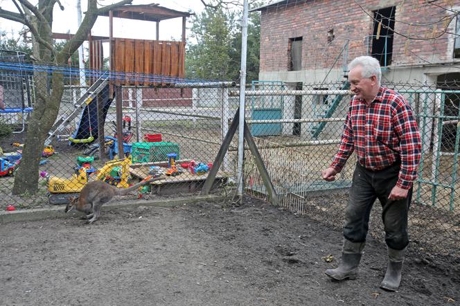 Kangur Filip szuka żony