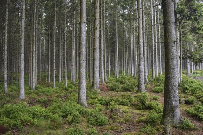 Ostrów Mazowiecka. Brutalny napad na seniorów! Pobicie, kobieta raniona nożem i pistolet w rękach sprawców