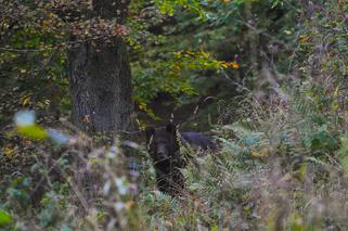 Zwierzęta z Baligrodu bawią sie w chowanego z leśnikami [ZDJĘCIA]