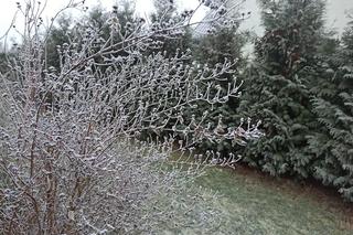 Co robić lutym w ogrodzie i na działce? To czas planowania, ale i początek ogrodniczej pracy