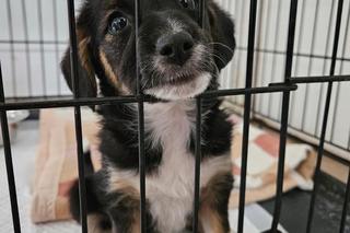 Szczeniak z zamojskiego schroniska