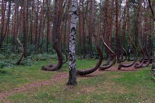Krzywy las pod Gryfinem - zdjęcia. Jak powstał?