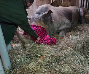 Niepokojące informacje z poznańskiego zoo. Rokowania są niedobre.... Nosorożec Diuna poważnie chora