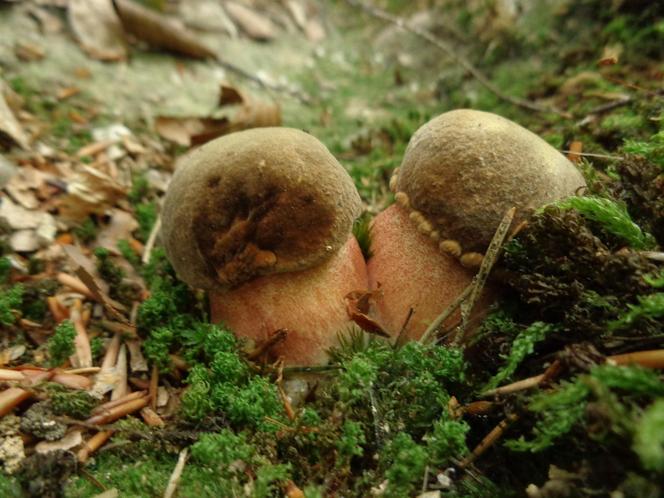 Grzybowe eldorado po deszczu na Dolnym Śląsku.  Są kolorowe borowiki i mnóstwo kurek 