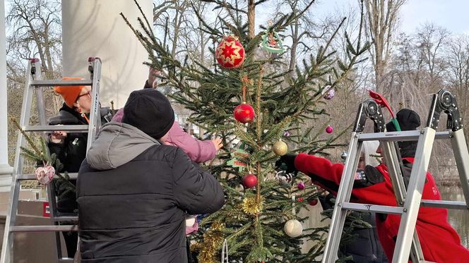 Udekorowana choinka stanęła na środku rzeki w Kaliszu