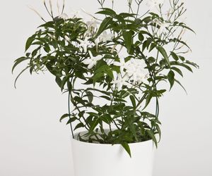 Rosliny doniczkowe na podporach