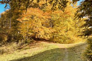 Jesień w Beskidzie Sądeckim 