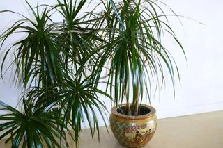 Dracena obrzeżona - Dracaena marginata - roślina domowa która może zaskoczyć